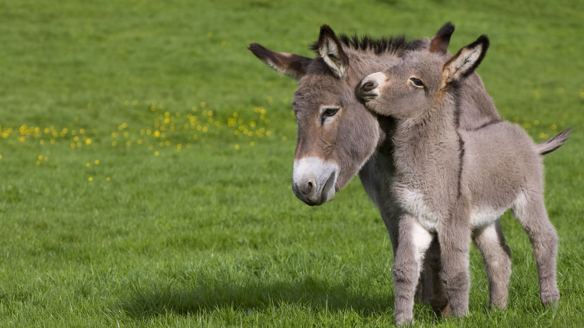 Cotentin Donkeys Bing Wallpaper Download