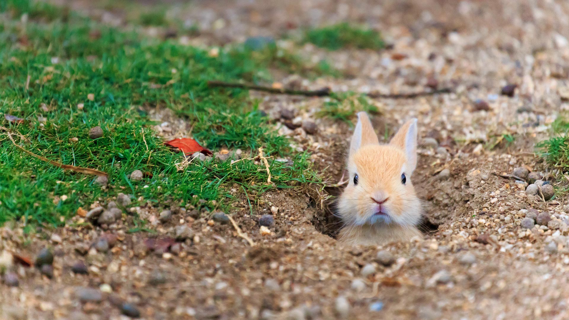 Rabbit Island Bing Wallpaper Download