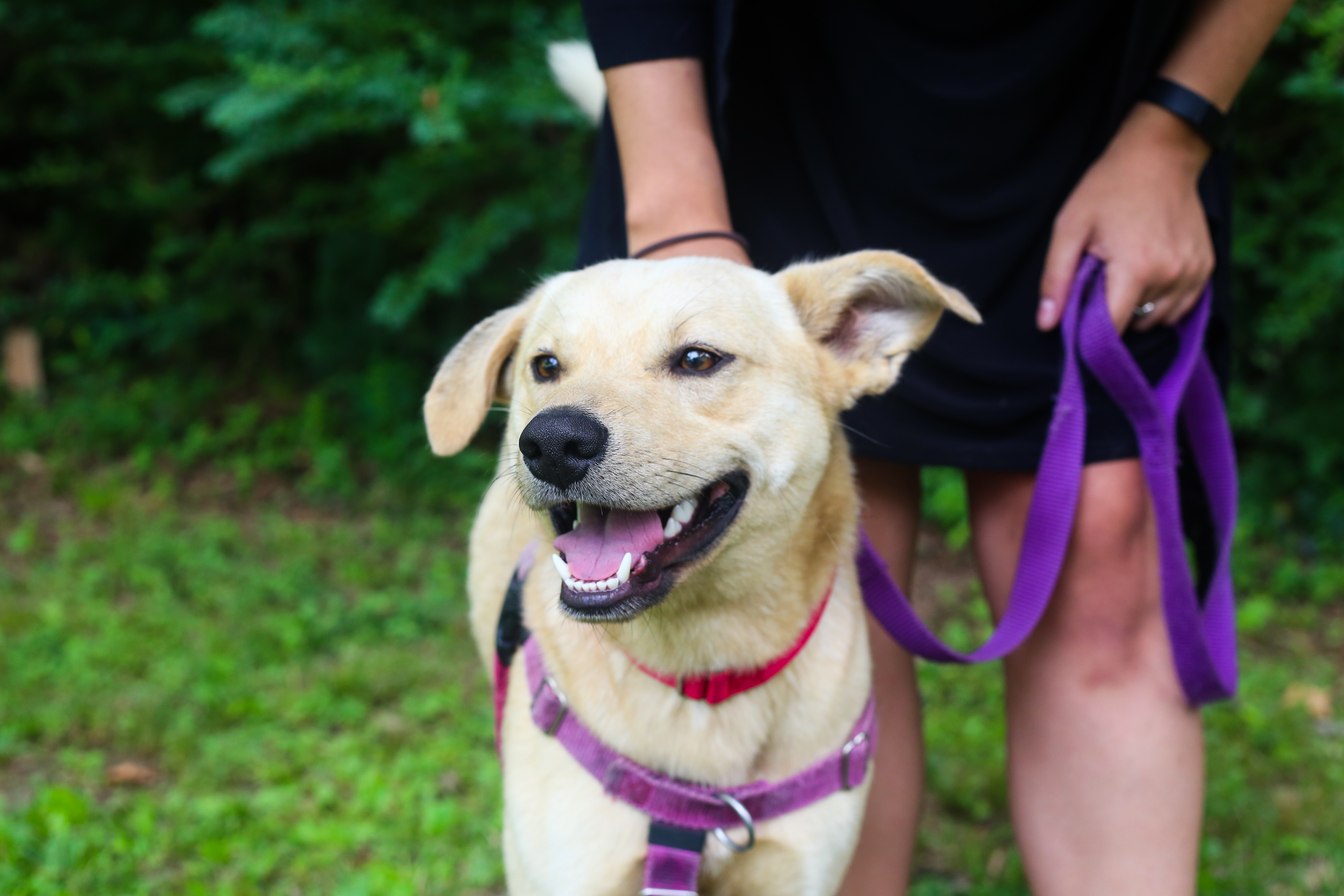 Animal Adoption and Rescue Brother Wolf Asheville, NC