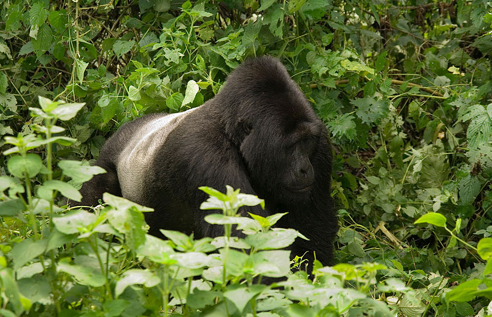 Why do silverbacks fight bwindi forest national park
