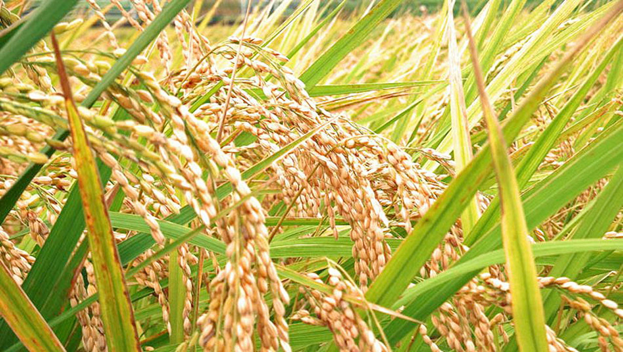 SINAG says palay farmgate price at P1013 BusinessWorld Online