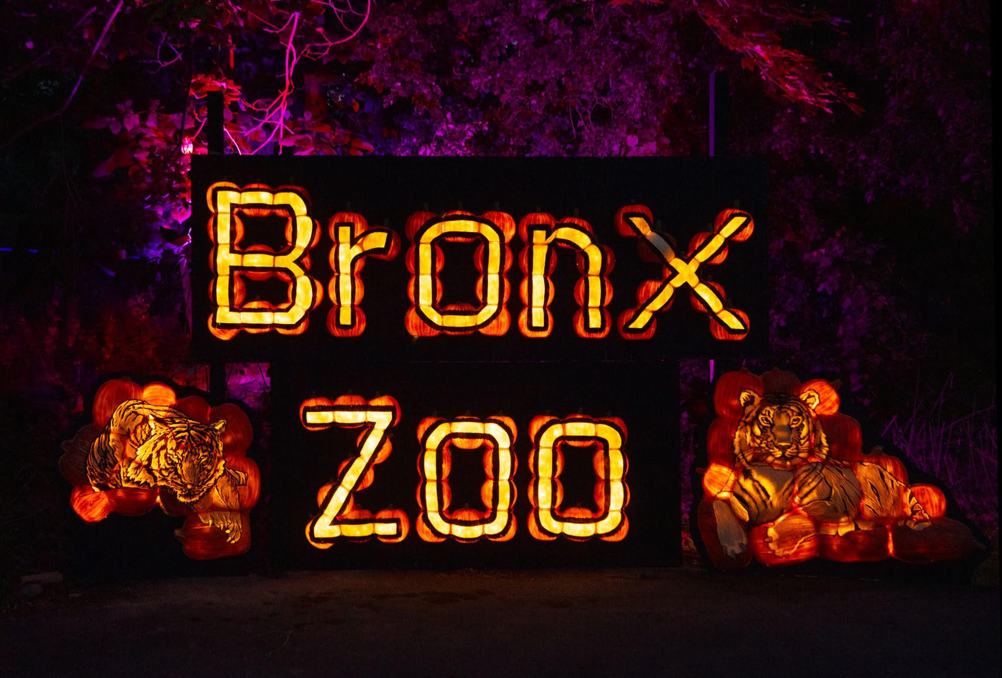 The Bronx Zoo announces a new event for Halloween season Pumpkin
