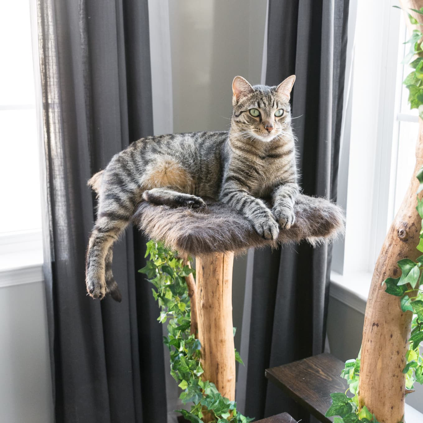 DIY Tree Branch Cat Tree An Update on My Favorite Project!