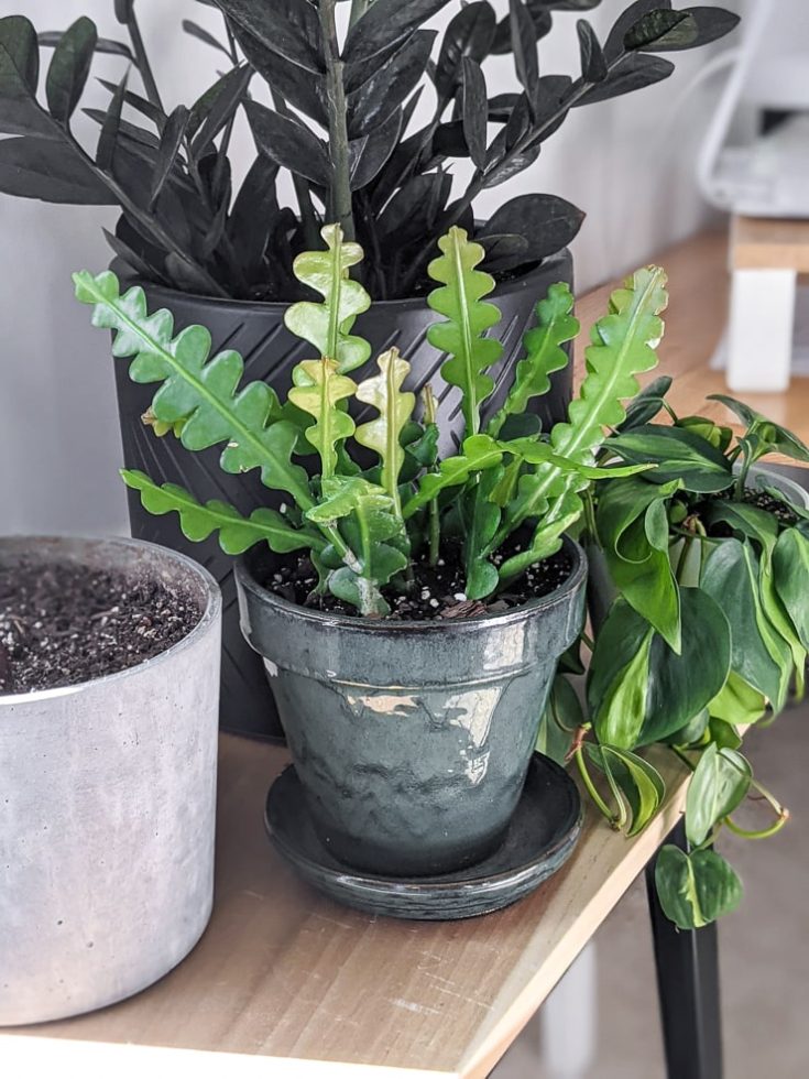 Ric Rac Cactus Care How to Help This Crazy Plant Thrive Indoors