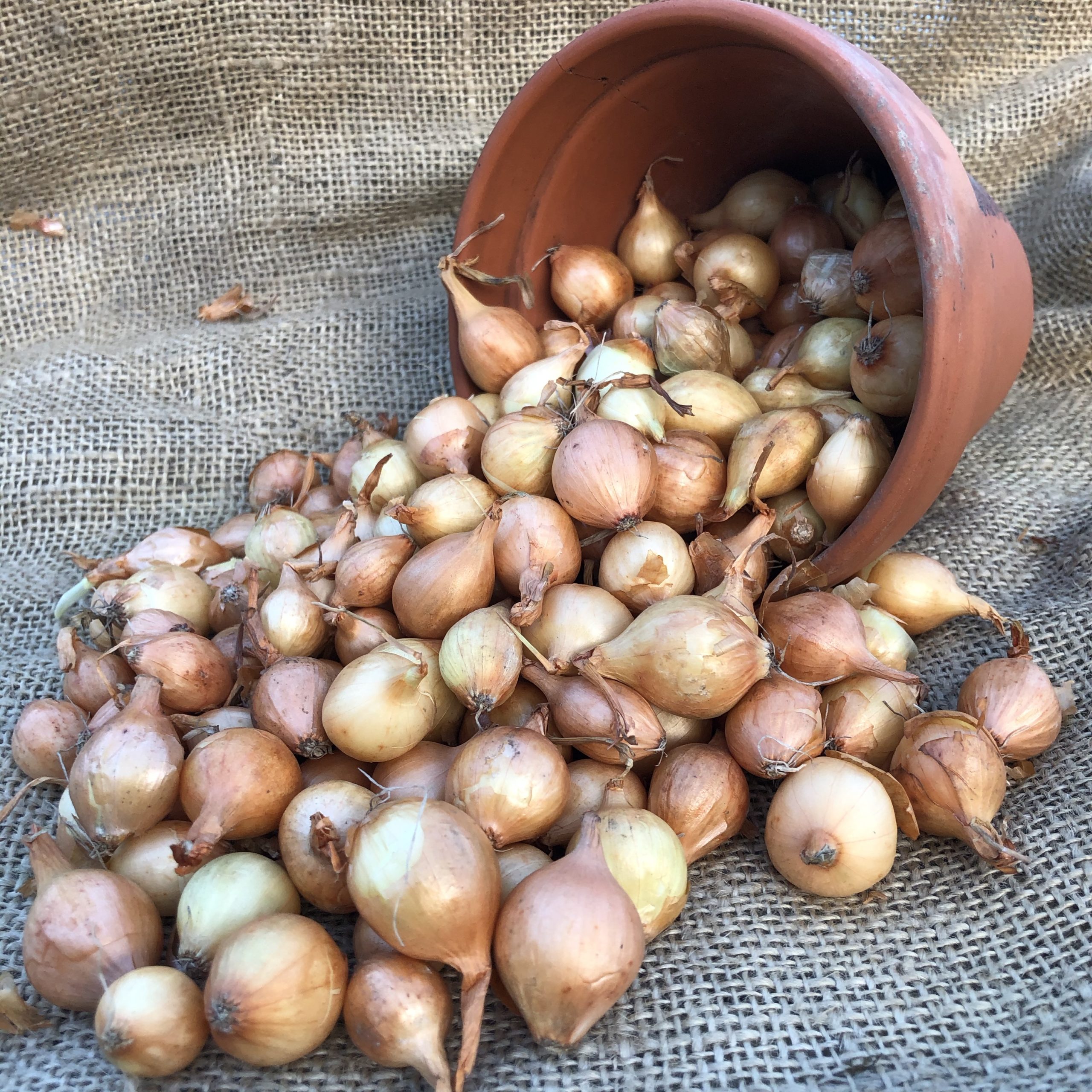 Onion Sets Stuttgarter Byram Nurseries