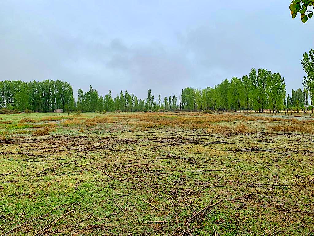 Small Vineyard for Sale in Mendoza, Argentina