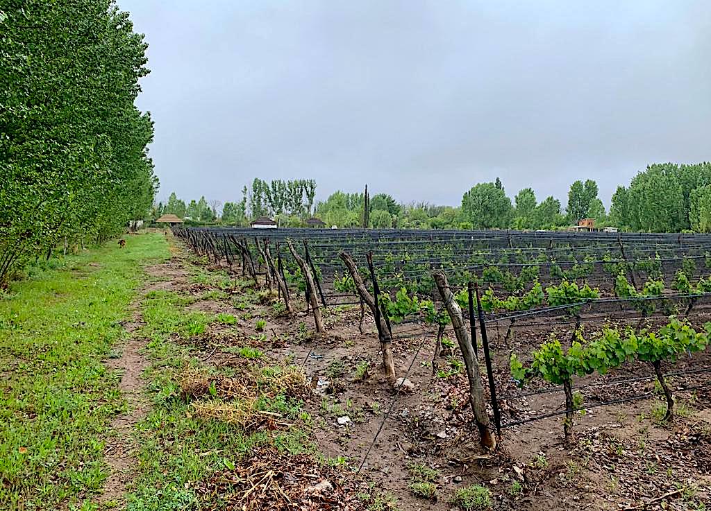 Small Vineyard for Sale in Mendoza, Argentina