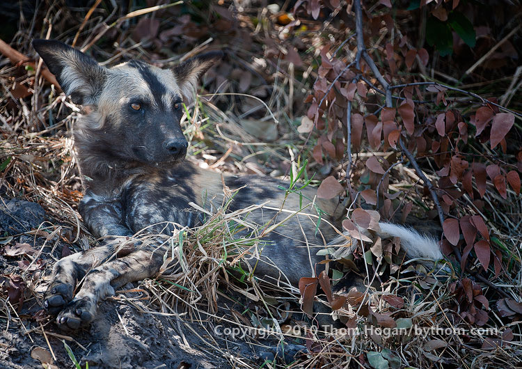Day 3 Wild! Cameras and Photography Explained Thom Hogan