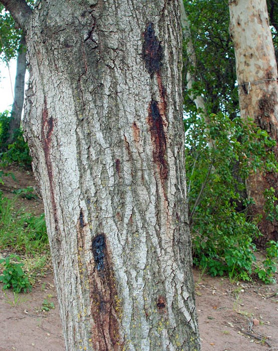Agrilus auroguttatus (goldspotted oak borer)