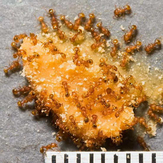 Wasmannia auropunctata (little fire ant)