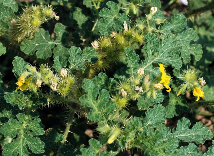 Solanum rostratum (prickly nightshade)