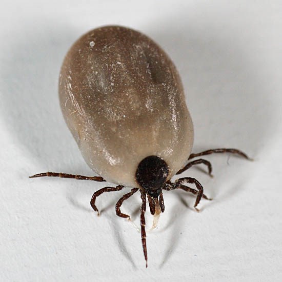 Ixodes ricinus (sheep tick)