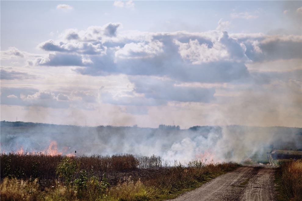Fields on fire new research reveals alternatives to harmful crop