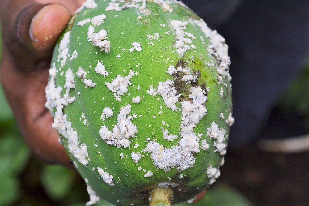 Natural enemy fight increased against papaya mealybug in Kenya