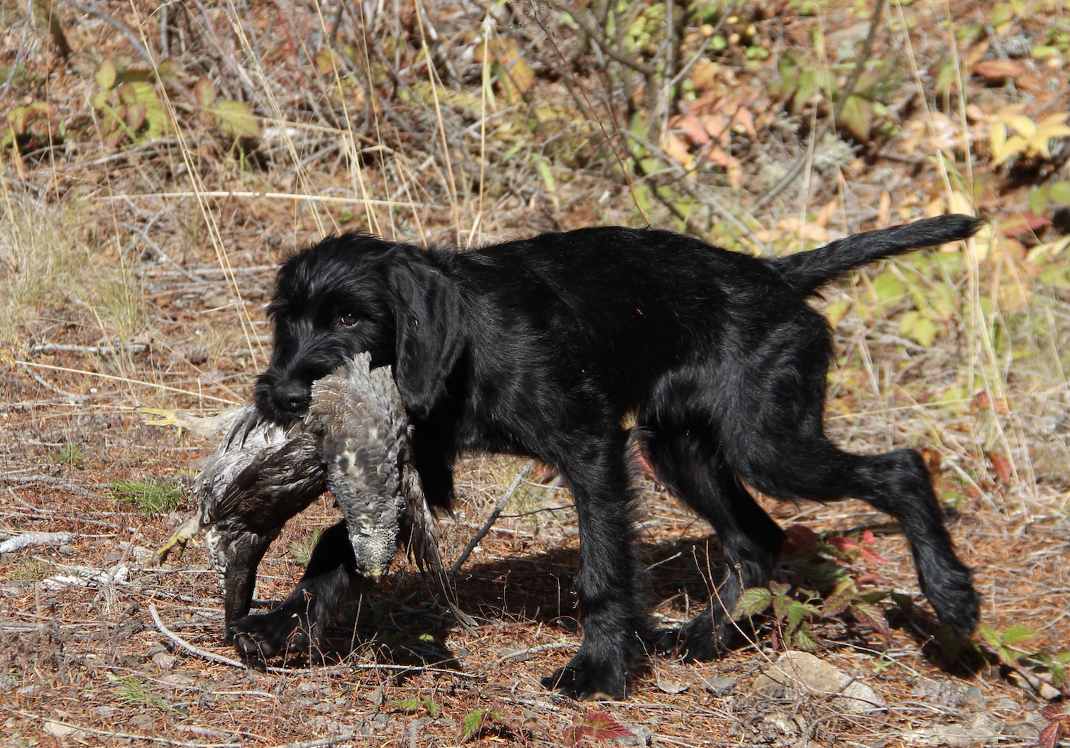 Hunting Forest Grouse Cabin Creek Gun Dogs