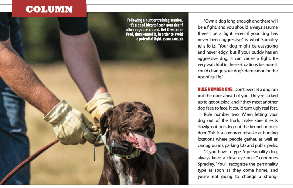 How To Stop Two Female Dogs From Fighting