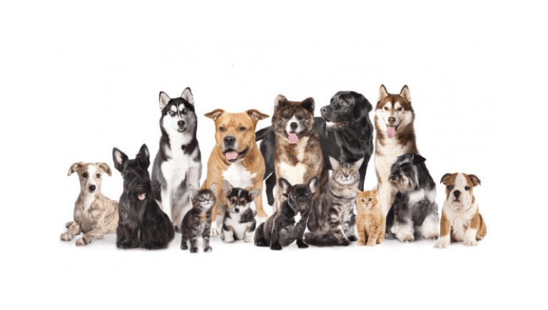 Albuquerque Pet Adoption West Side / Looking For More Volunteers For