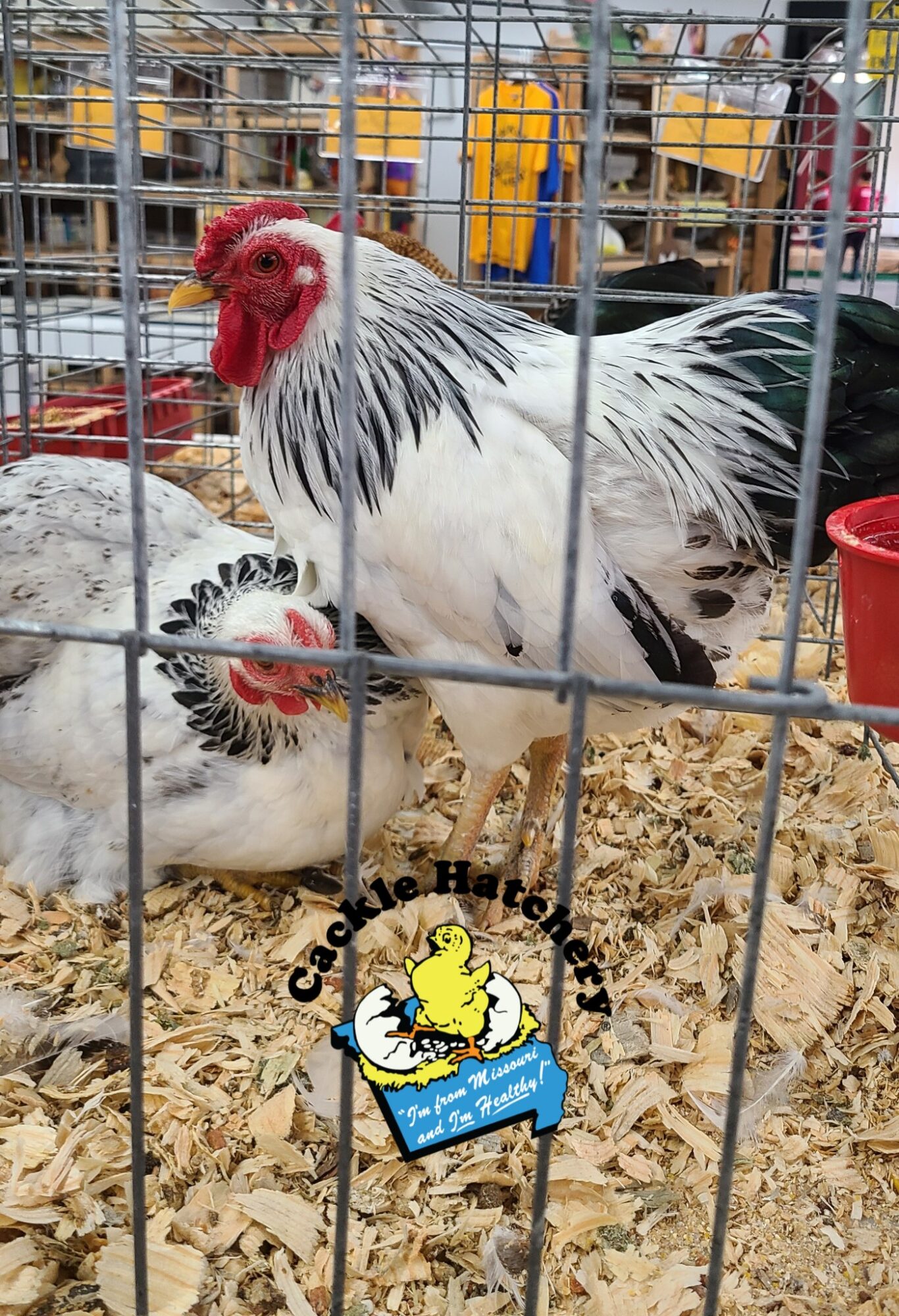 Columbian Wyandotte Bantam Chickens Cackle Hatchery®