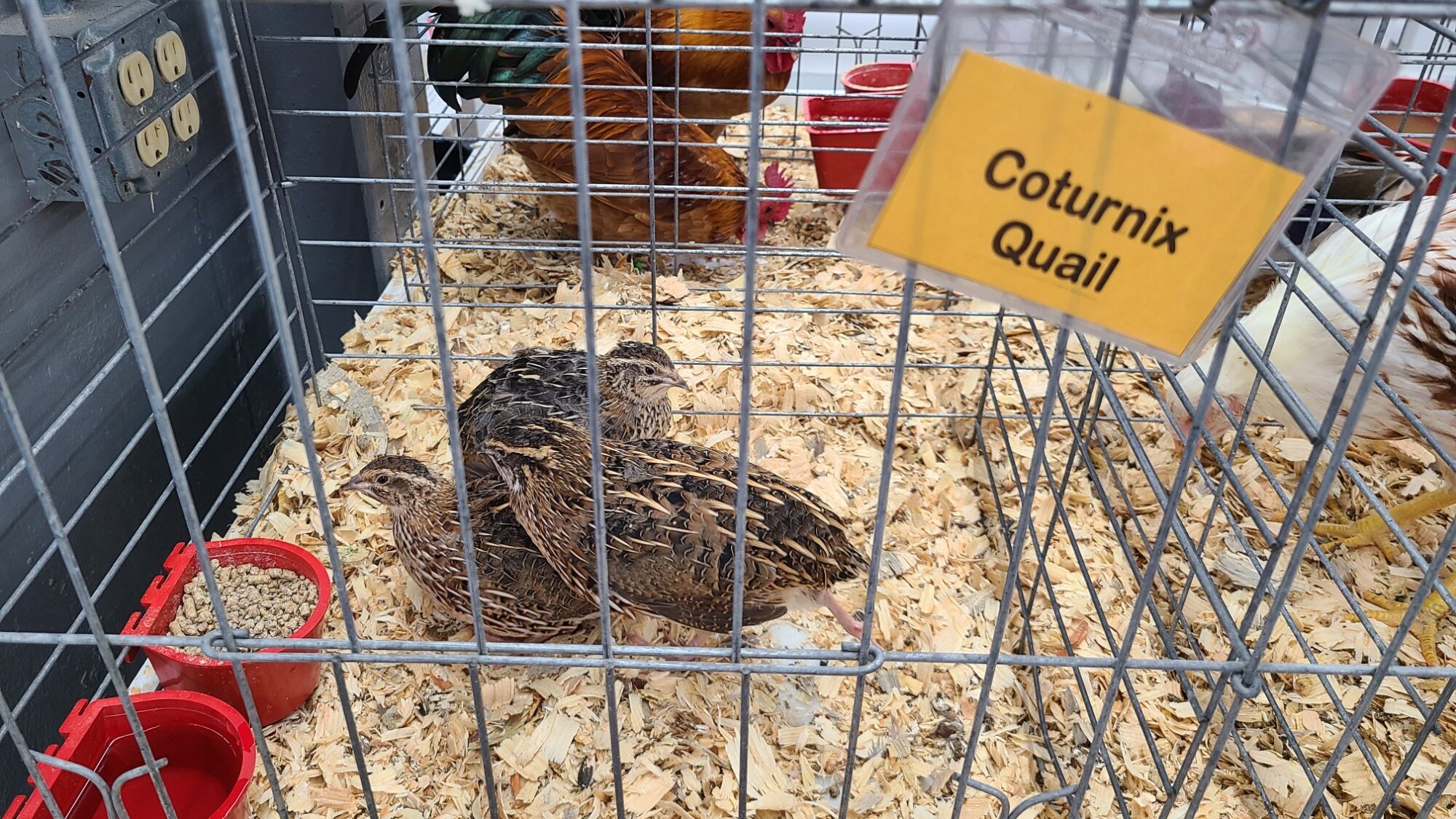 Pharaoh Coturnix Quail Chicks for Sale Cackle Hatchery®