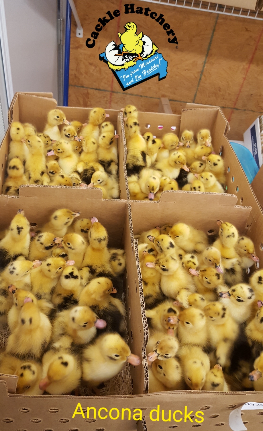 Pet Baby Ducks For Sale