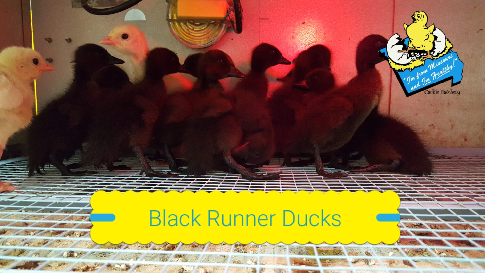 Black Runner Duck Baby Ducklings for Sale Cackle Hatchery®