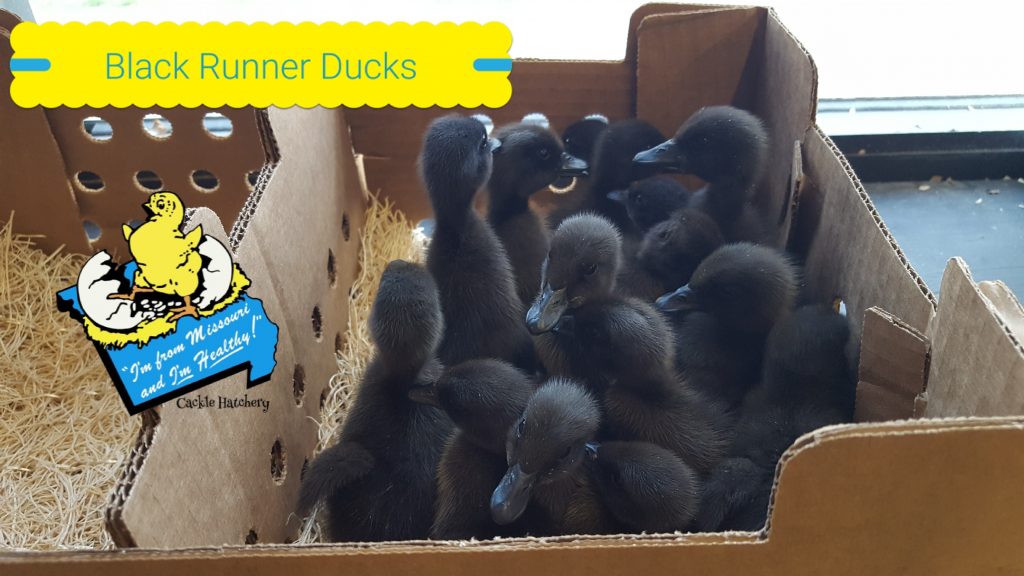 Black Runner Duck Baby Ducklings for Sale Cackle Hatchery®