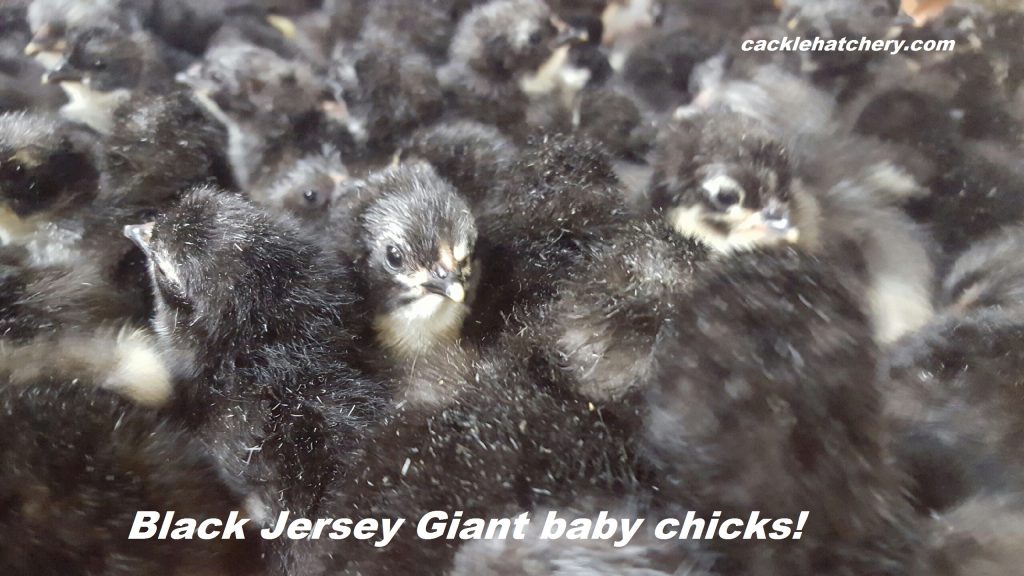 Black Jersey Giant Chickens Baby Chicks for Sale Cackle Hatchery®