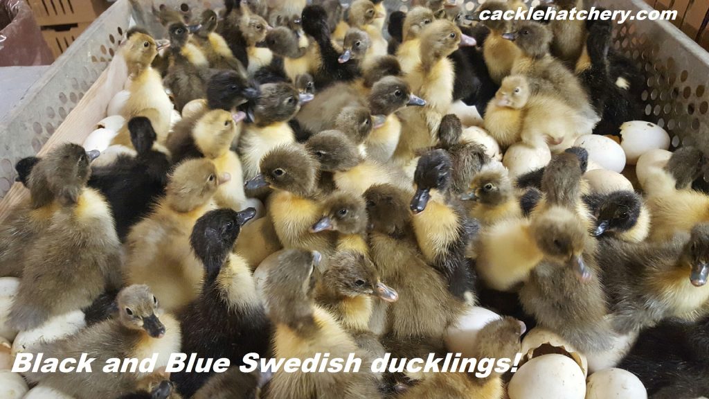 Black Swedish Ducks Ducklings for Sale Cackle Hatchery®