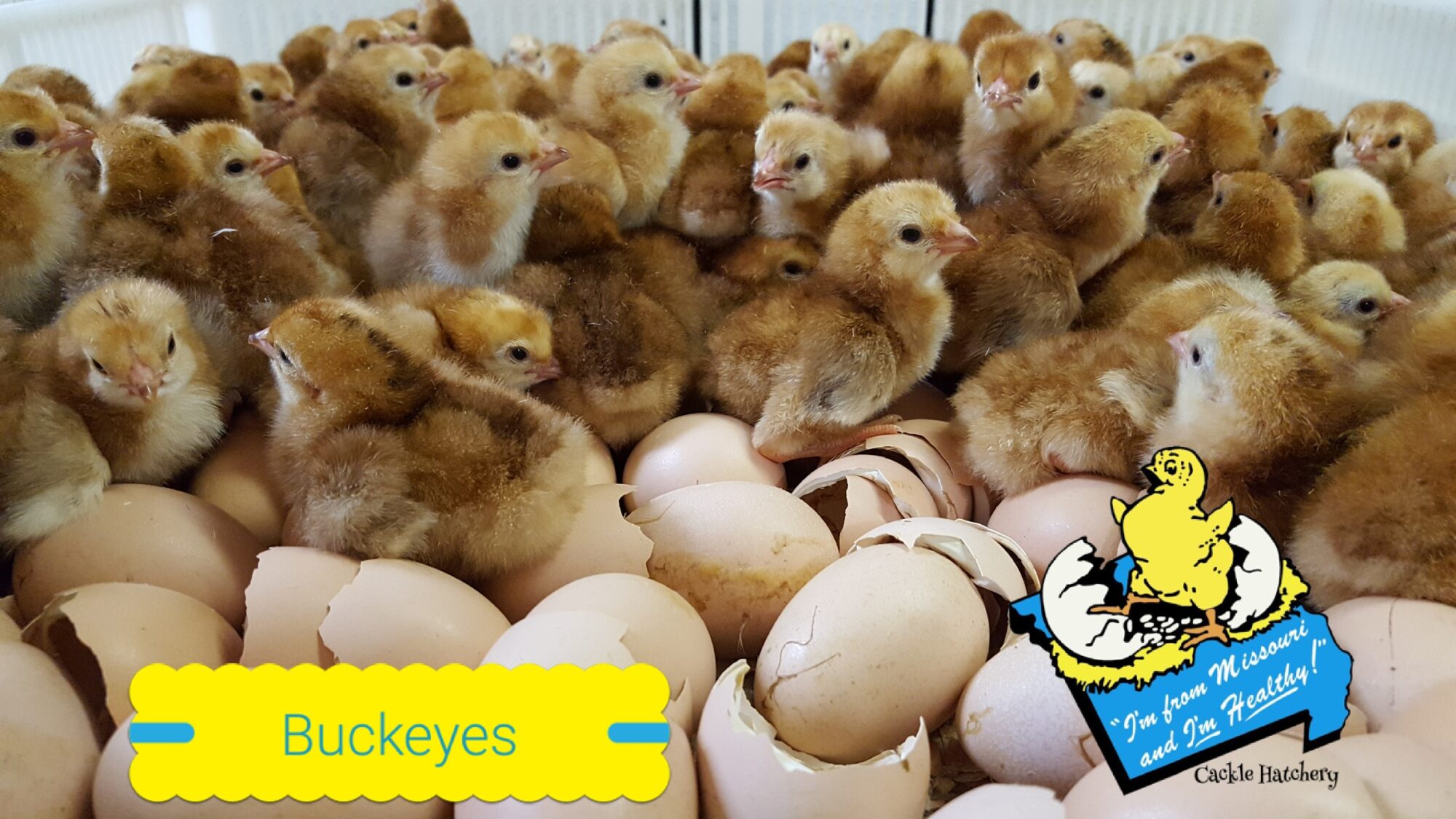 Buckeye Chickens Baby Chicks for Sale Cackle Hatchery®