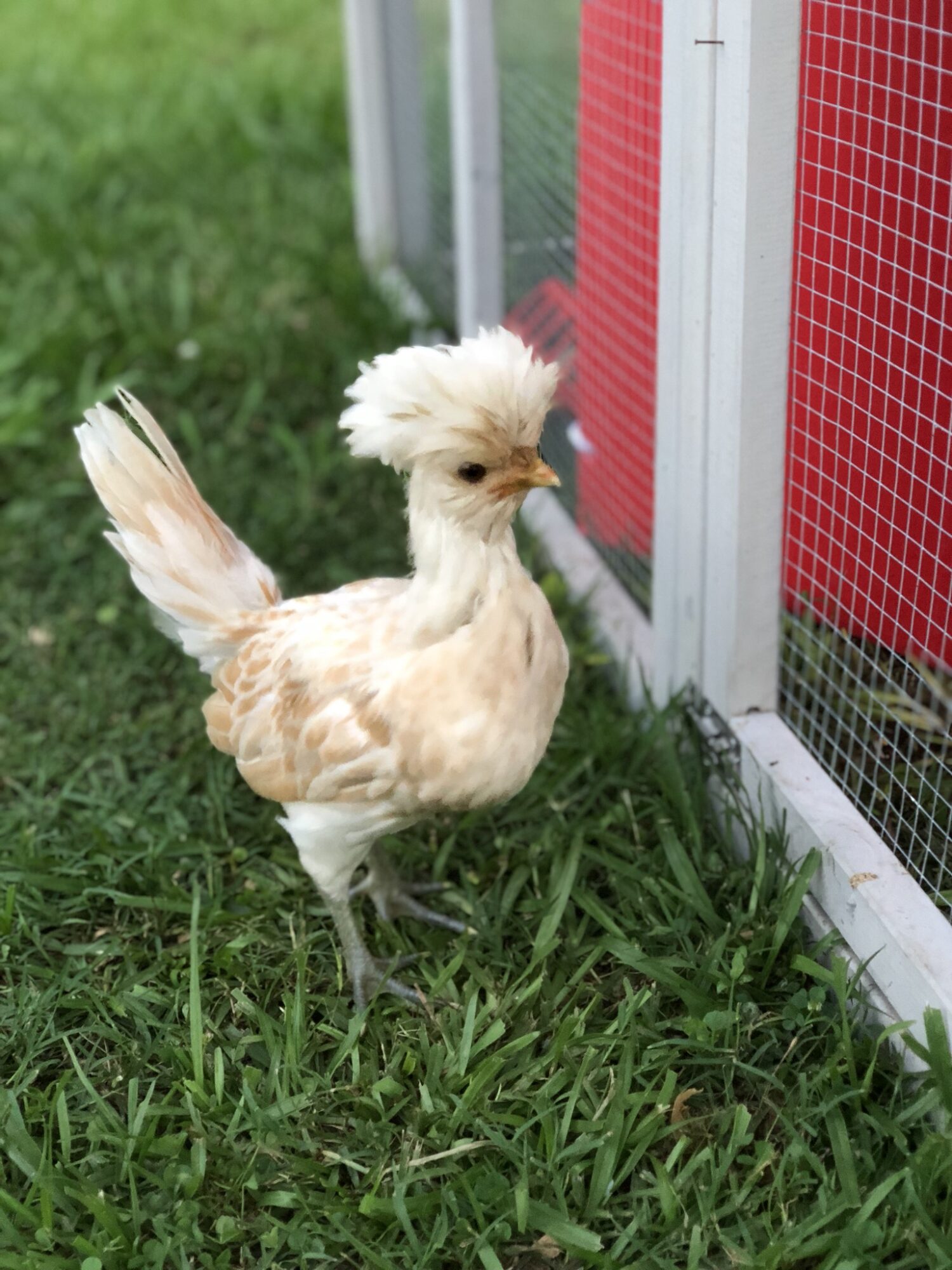 Buff Laced Polish Chicken Chicks for Sale Cackle Hatchery®