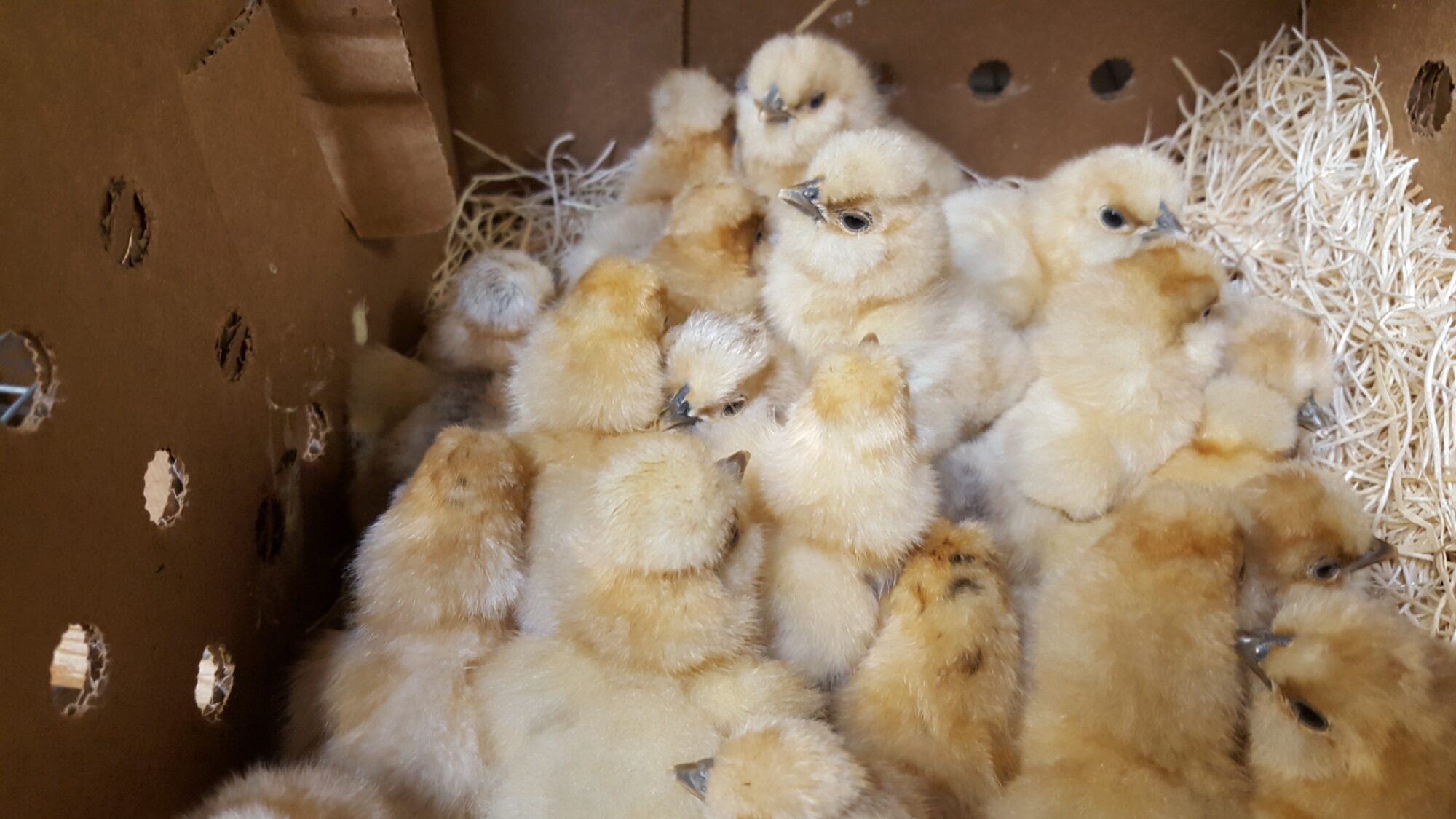 Buff Silkie Bantam Chicks Baby Chickens for Sale Cackle Hatchery®