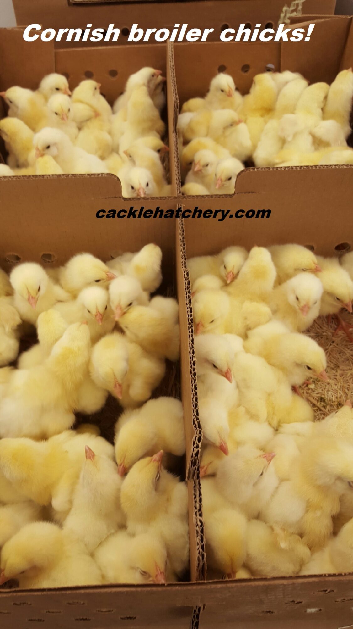 Jumbo Cornish Cross Broiler Meat Chicken For Sale Cackle, 02/06/2024