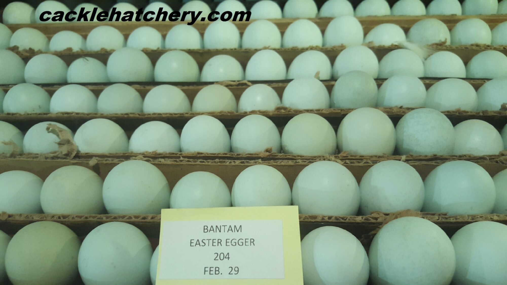 Easter Egger™ Bantams Baby Chicks for Sale Cackle Hatchery®