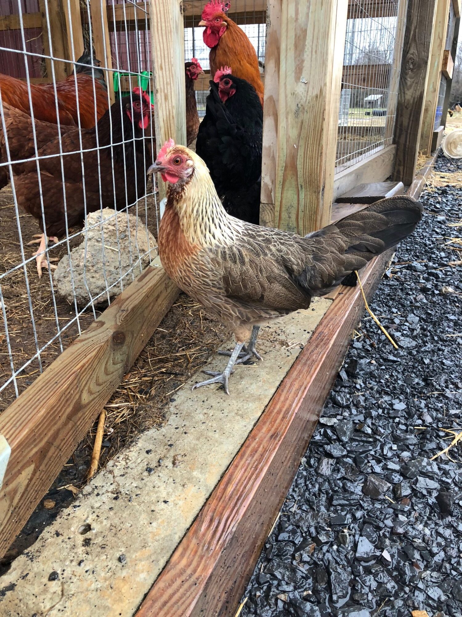 Golden Duckwing Phoenix Bantam Chicks Cackle Hatchery®