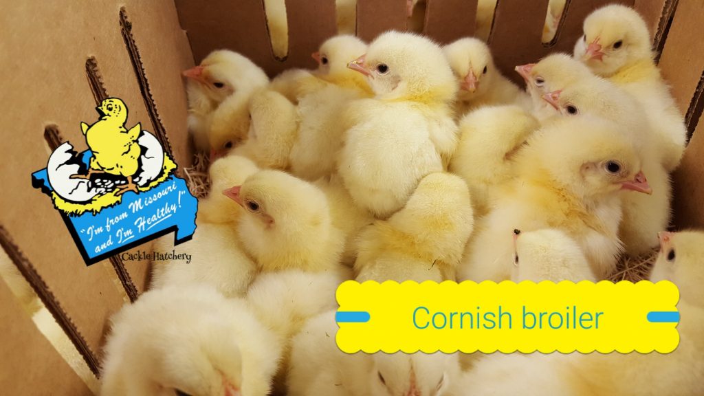 Jumbo Cornish Cross Broiler Meat Chicken For Sale Cackle Hatchery®
