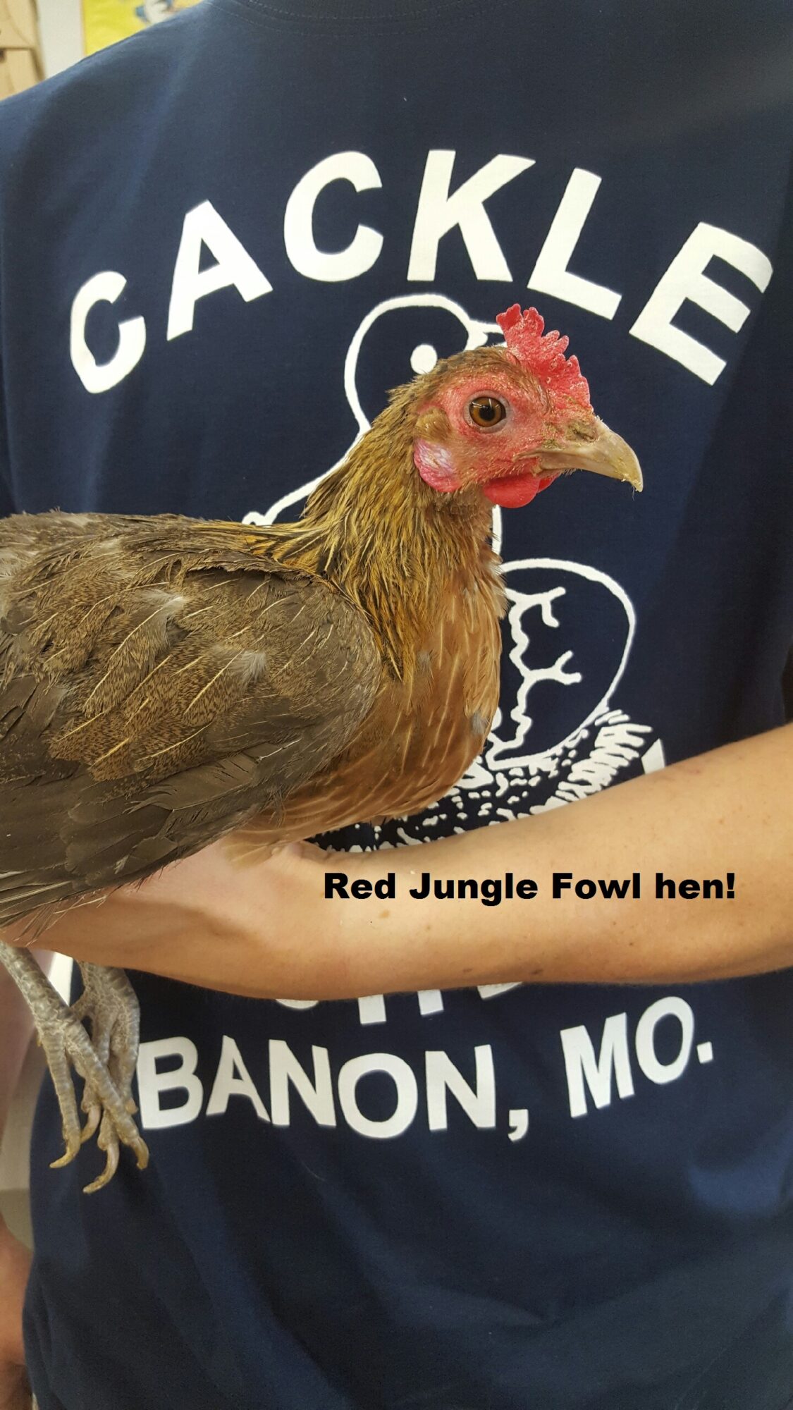Red Junglefowl Rare Breed Chicks for Sale Cackle Hatchery®