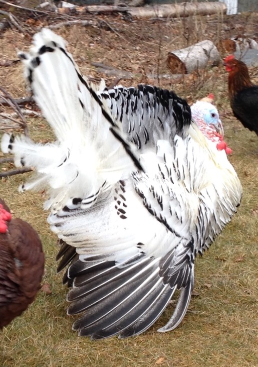 Royal Palm Turkey Heritage Breed Turkeys Cackle Hatchery®