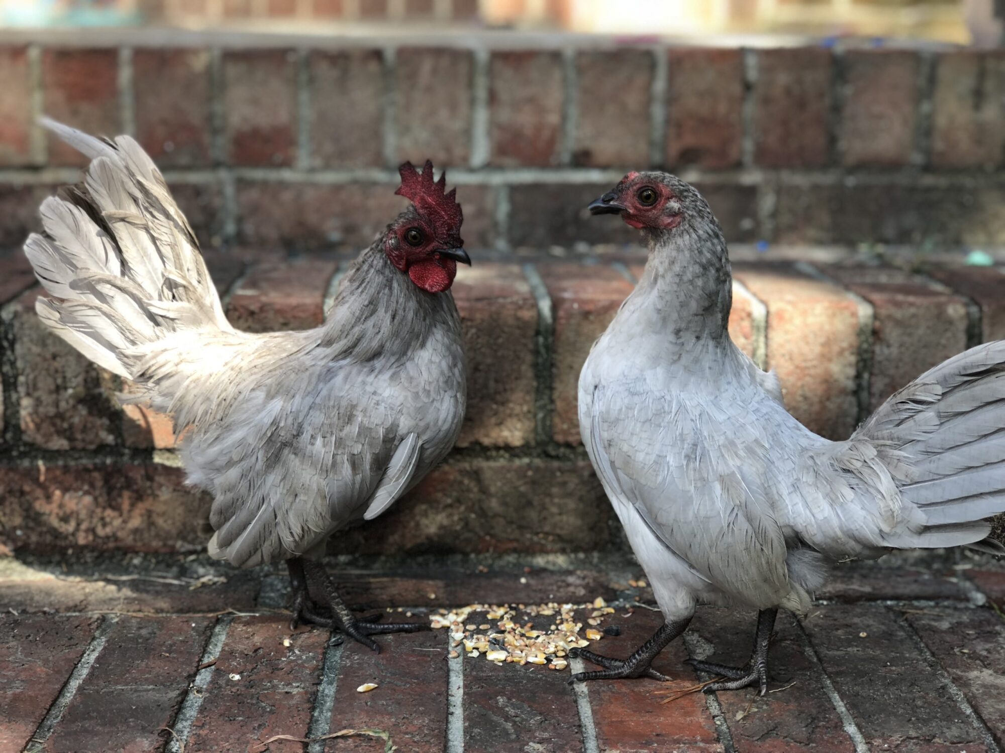 Self Blue Old English Bantam Chicks for Sale Cackle Hatchery® Self Blue Old English Bantam Chicks for Sale Cackle Hatchery®