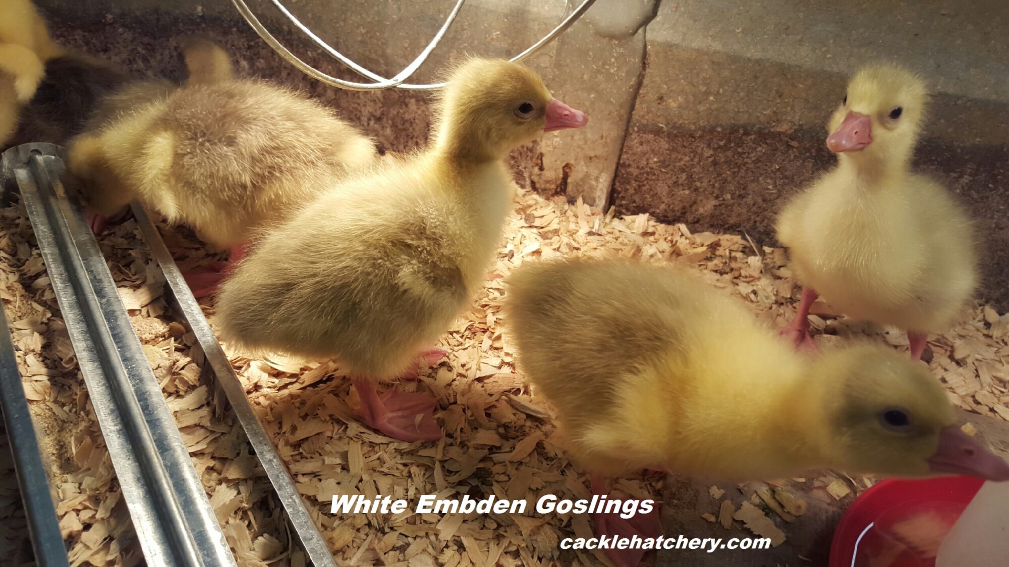White Embden Geese Baby Gosling for Sale Cackle Hatchery®