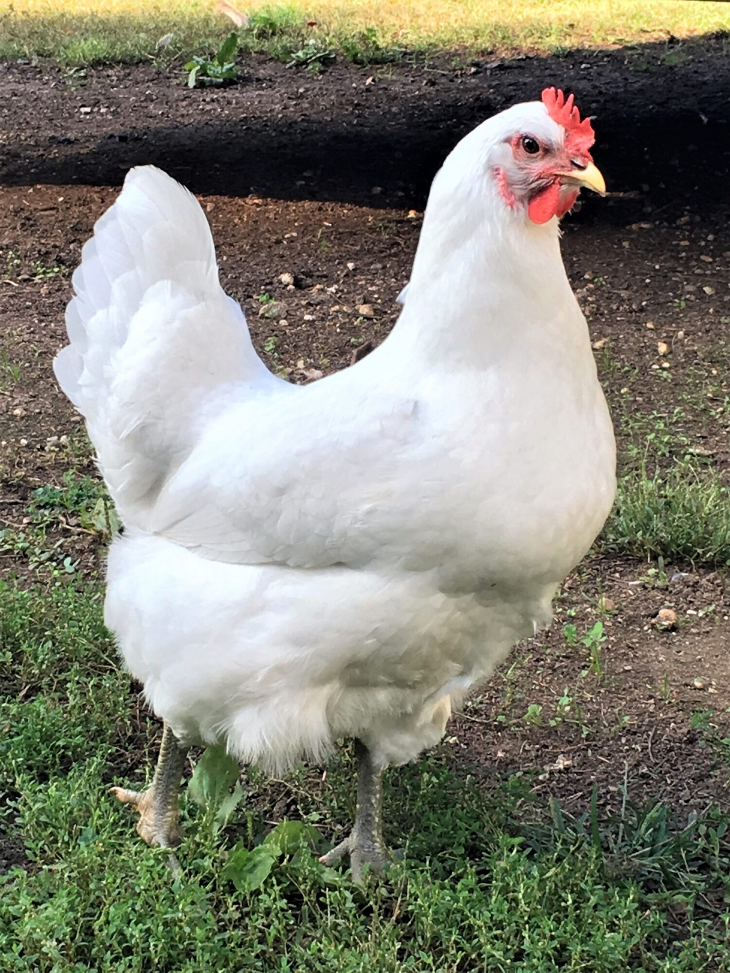 White Jersey Giant Chickens Baby Chicks for Sale Cackle Hatchery®