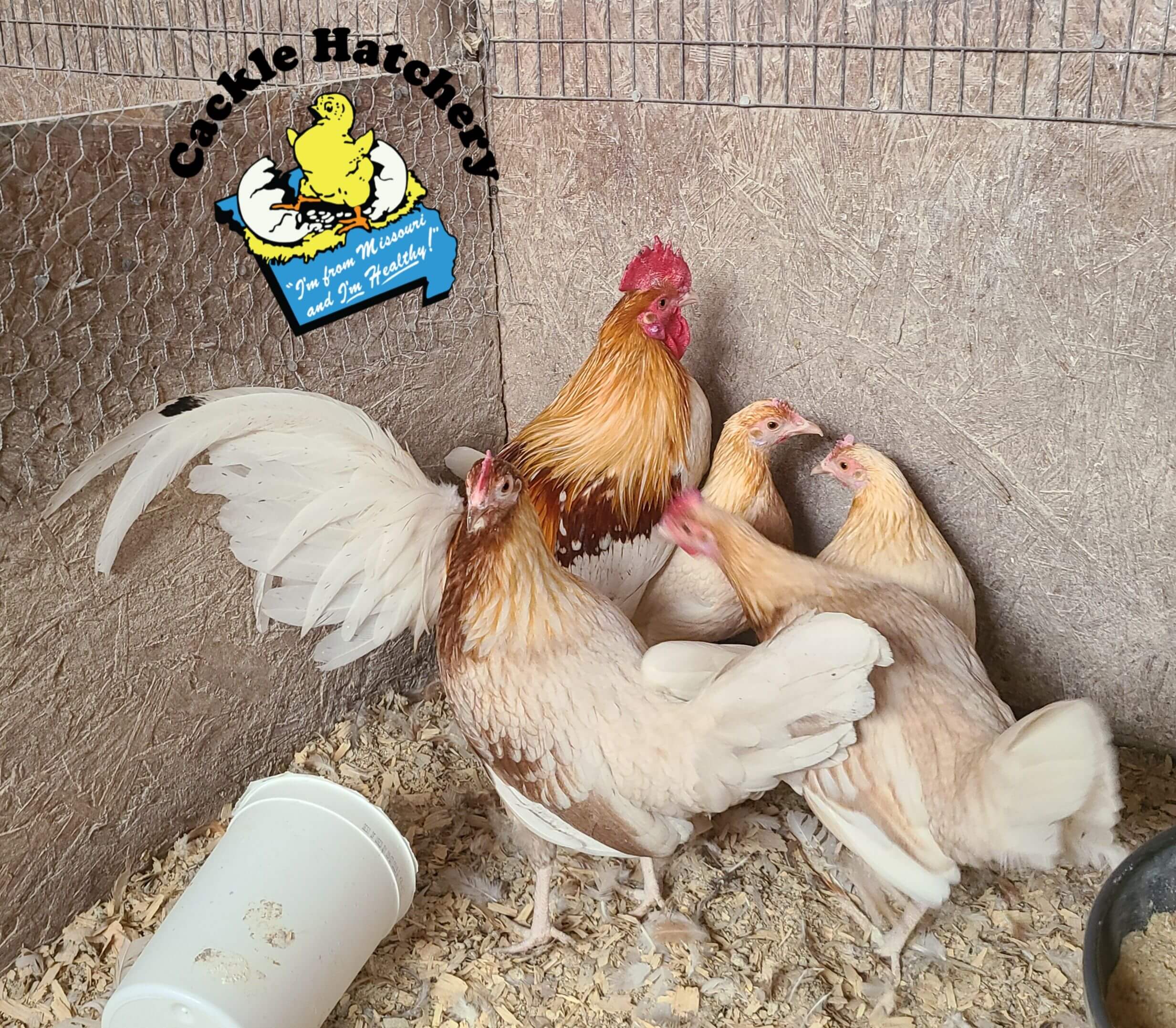 Red Pyle Old English Standard Chickens Cackle Hatchery®