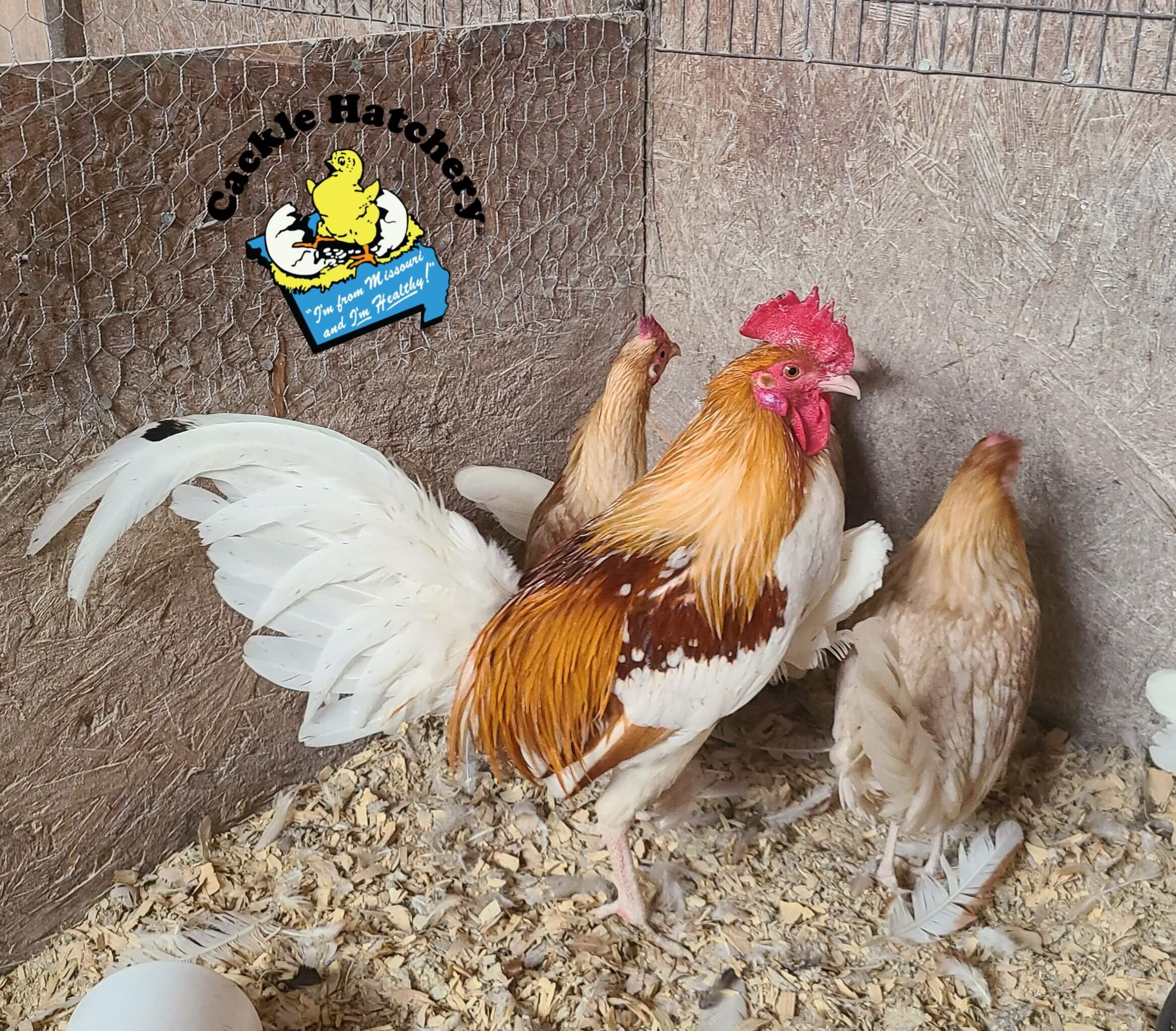 Red Pyle Old English Standard Chickens Cackle Hatchery®