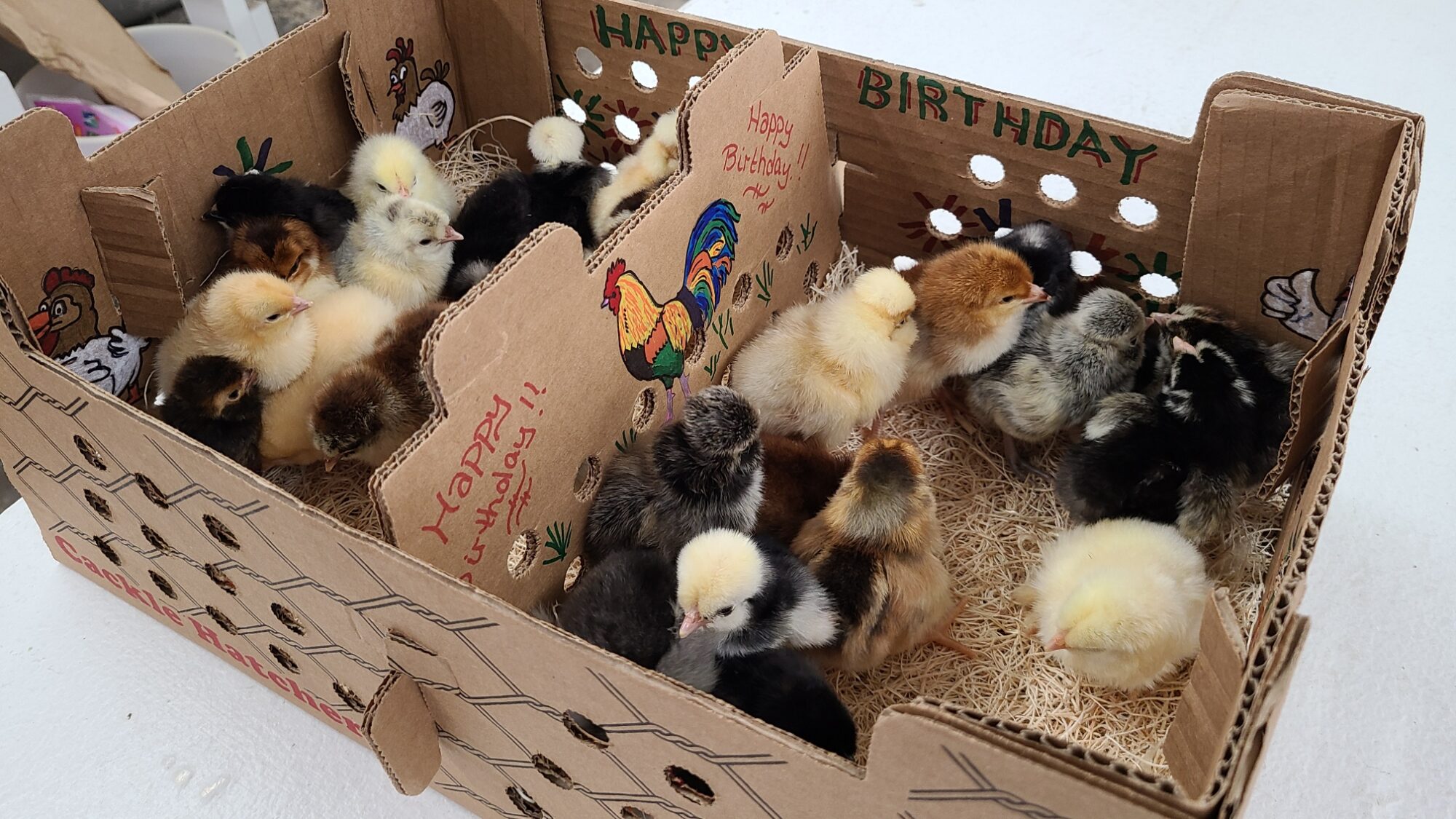 Decorated Baby Chick Box Cackle Hatchery®