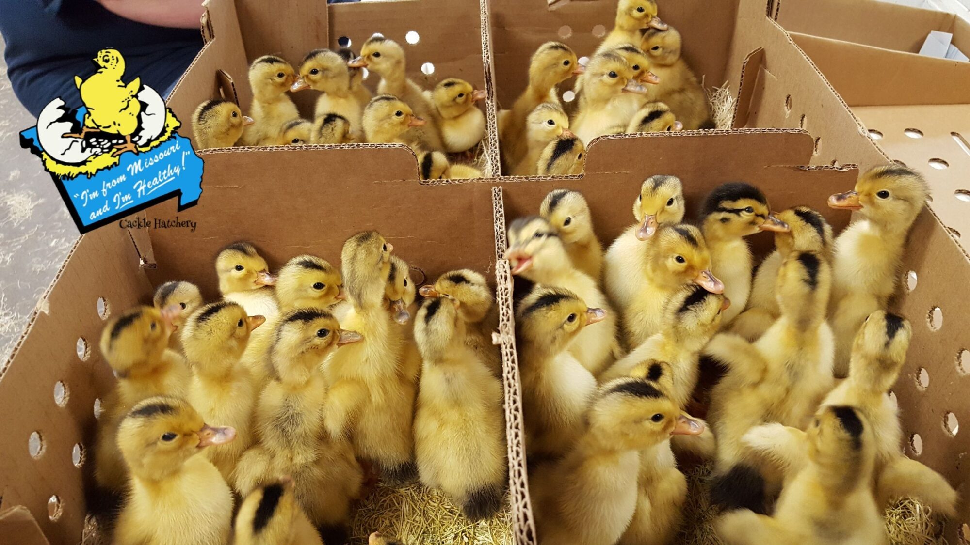 Silver Appleyard Ducks Baby Ducklings Cackle Hatchery®