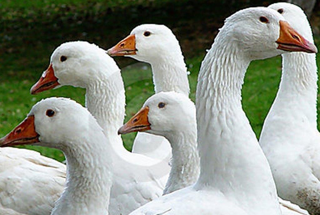 All About Geese Cackle Hatchery