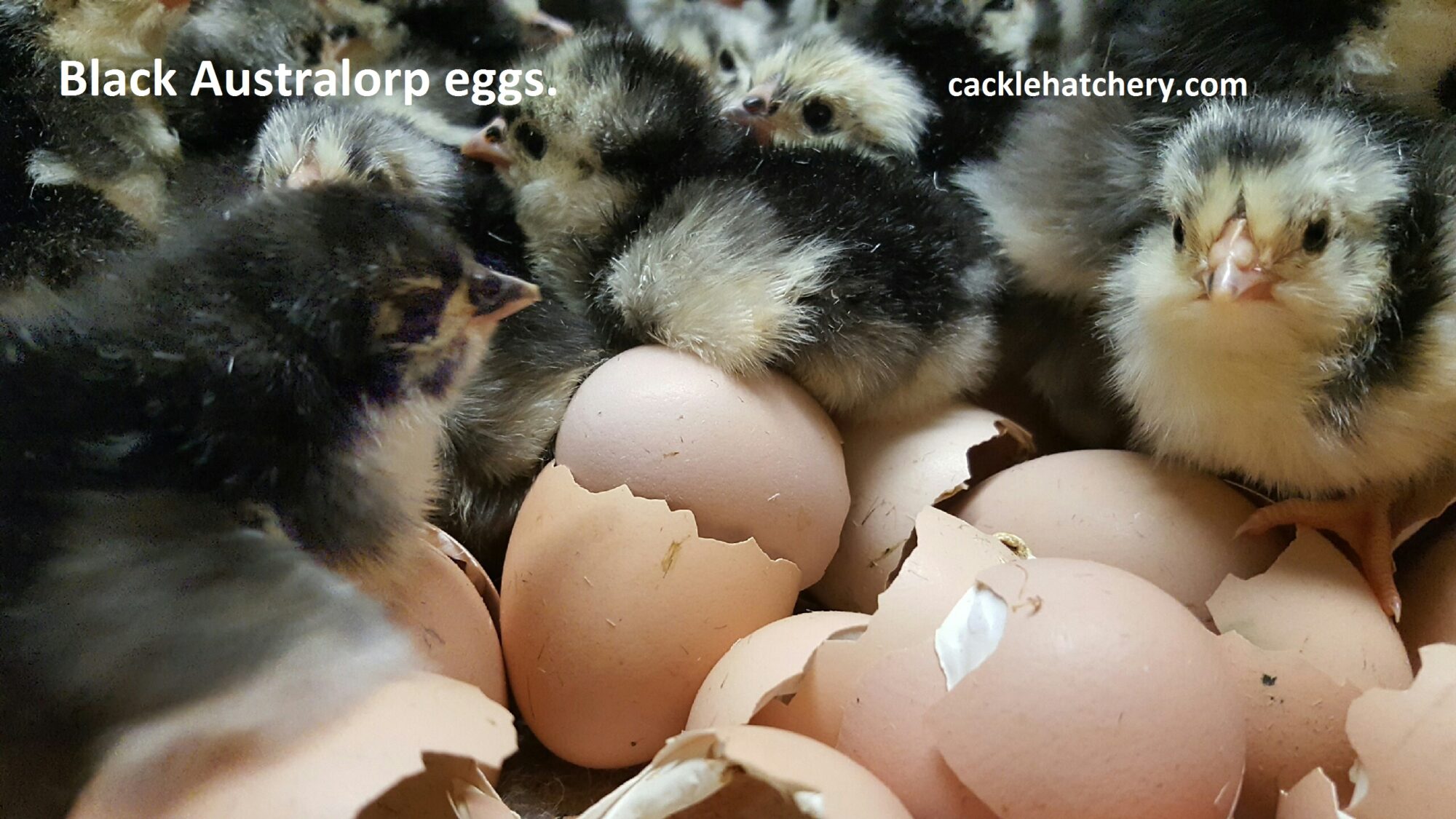 Black Australorp Fertile Hatching Eggs for Sale Fresh/Fertile Eggs