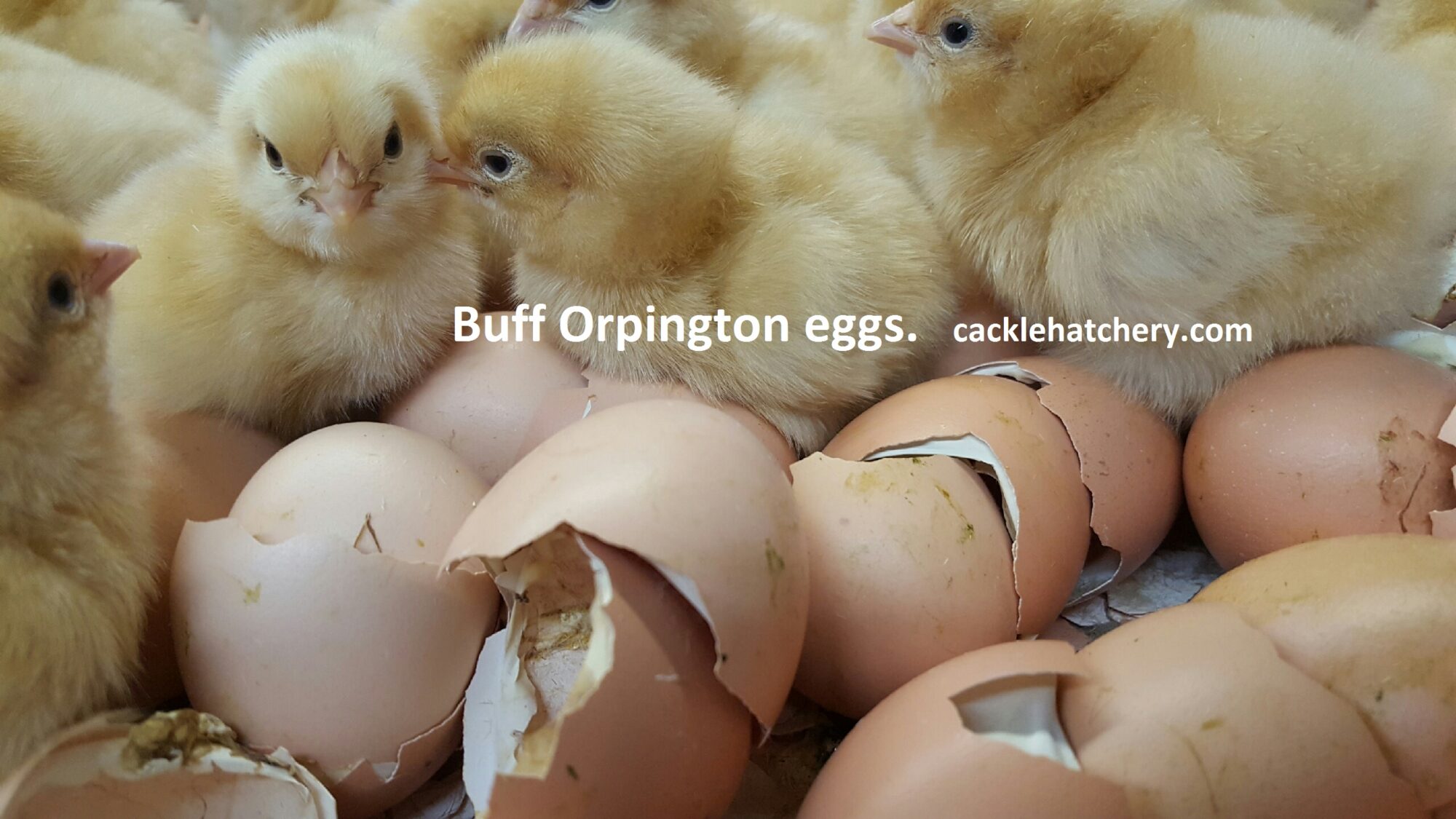 Buff Orpington Fertile Hatching Eggs for Sale Fresh/Fertile Eggs