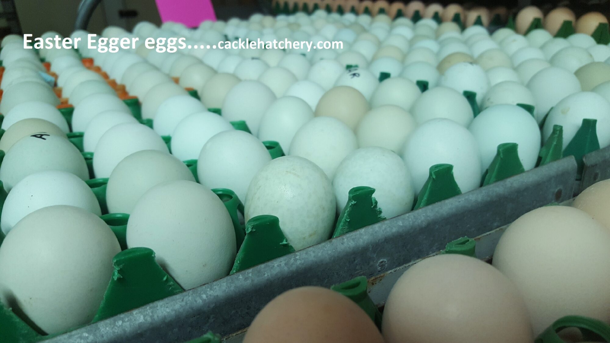 Easter Egger™ Fertile Hatching Eggs for Sale Fresh/Fertile Eggs