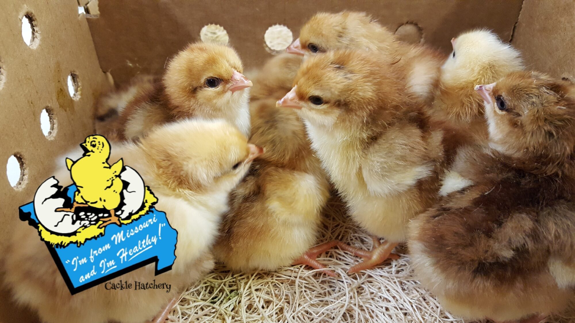 Jubilee Orpington Chicken For Sale Cackle Hatchery®