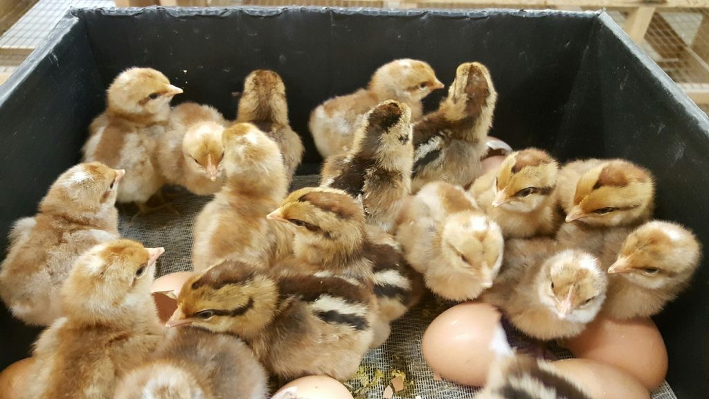 Bielefelder Baby Chicks Chickens For Sale Cackle Hatchery®